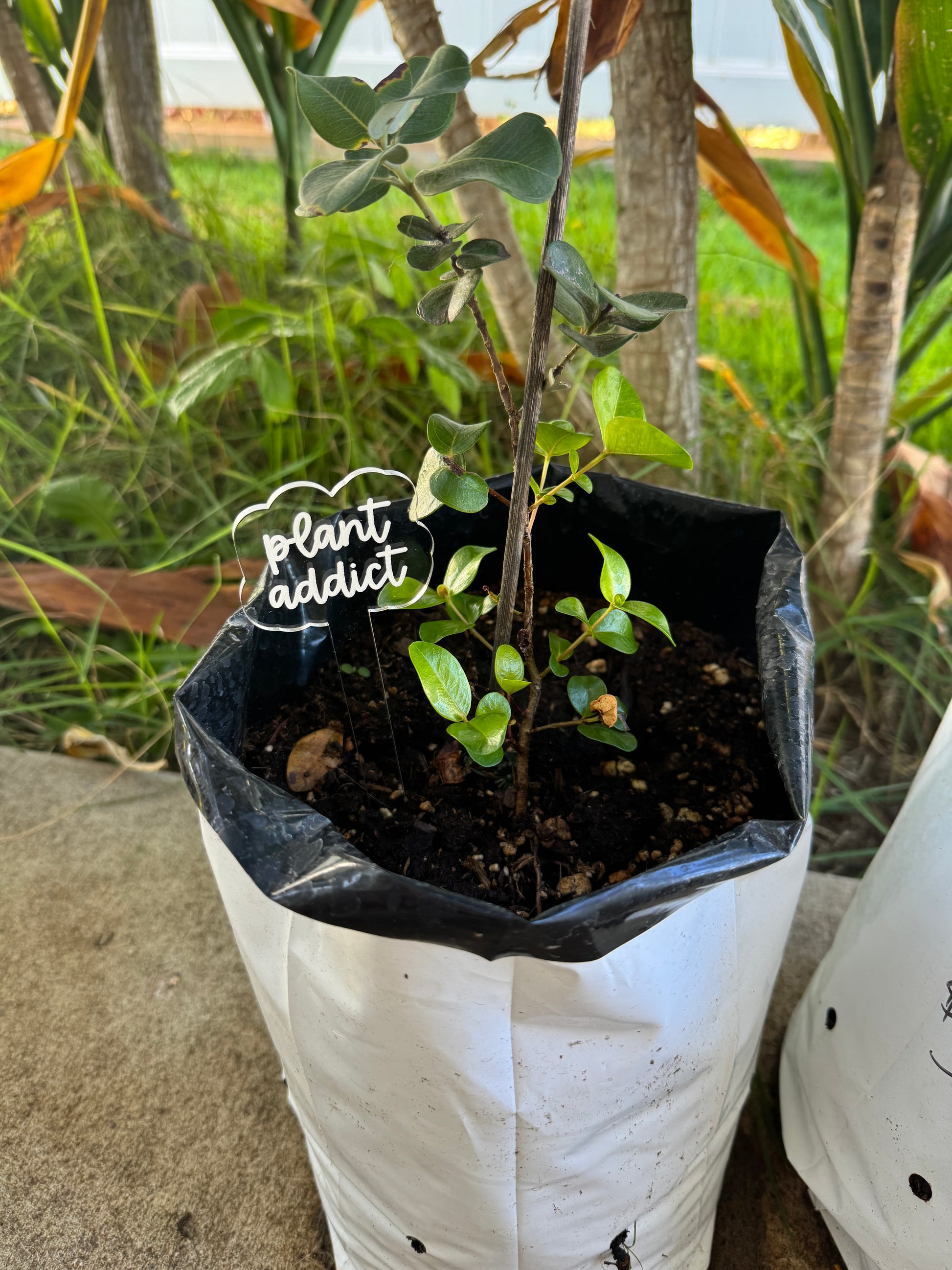 Plant Stakes