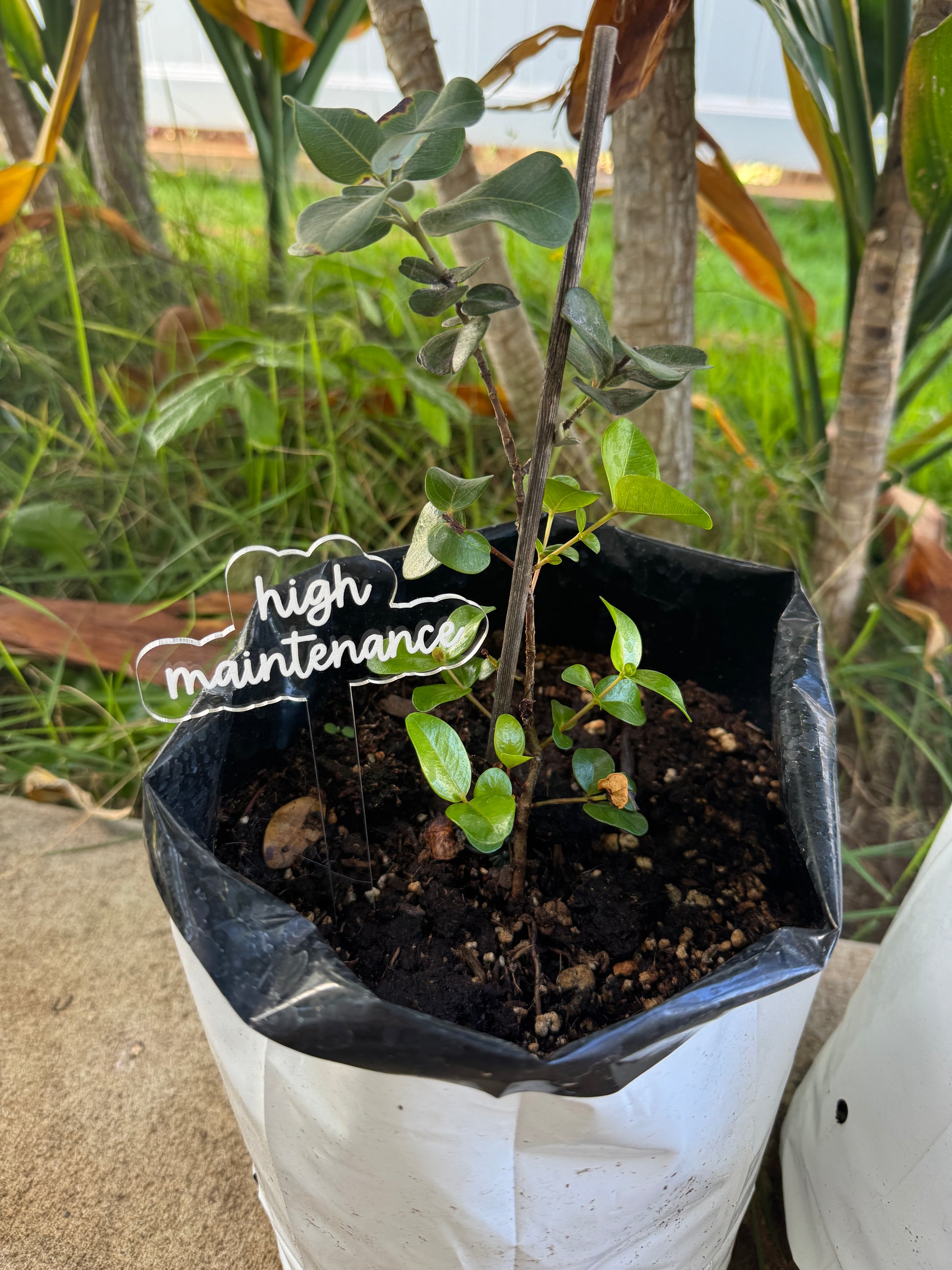 Plant Stakes
