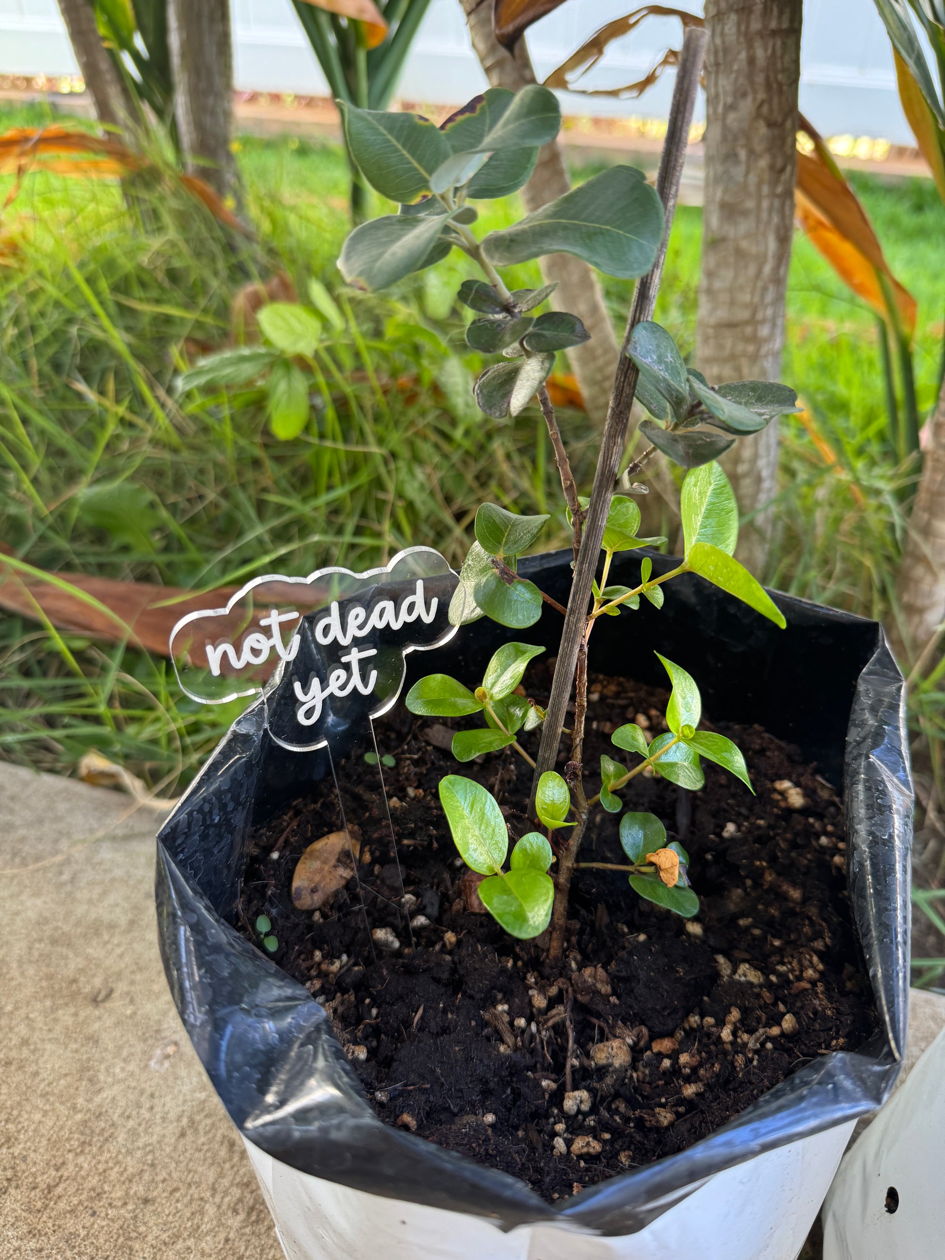 Plant Stakes
