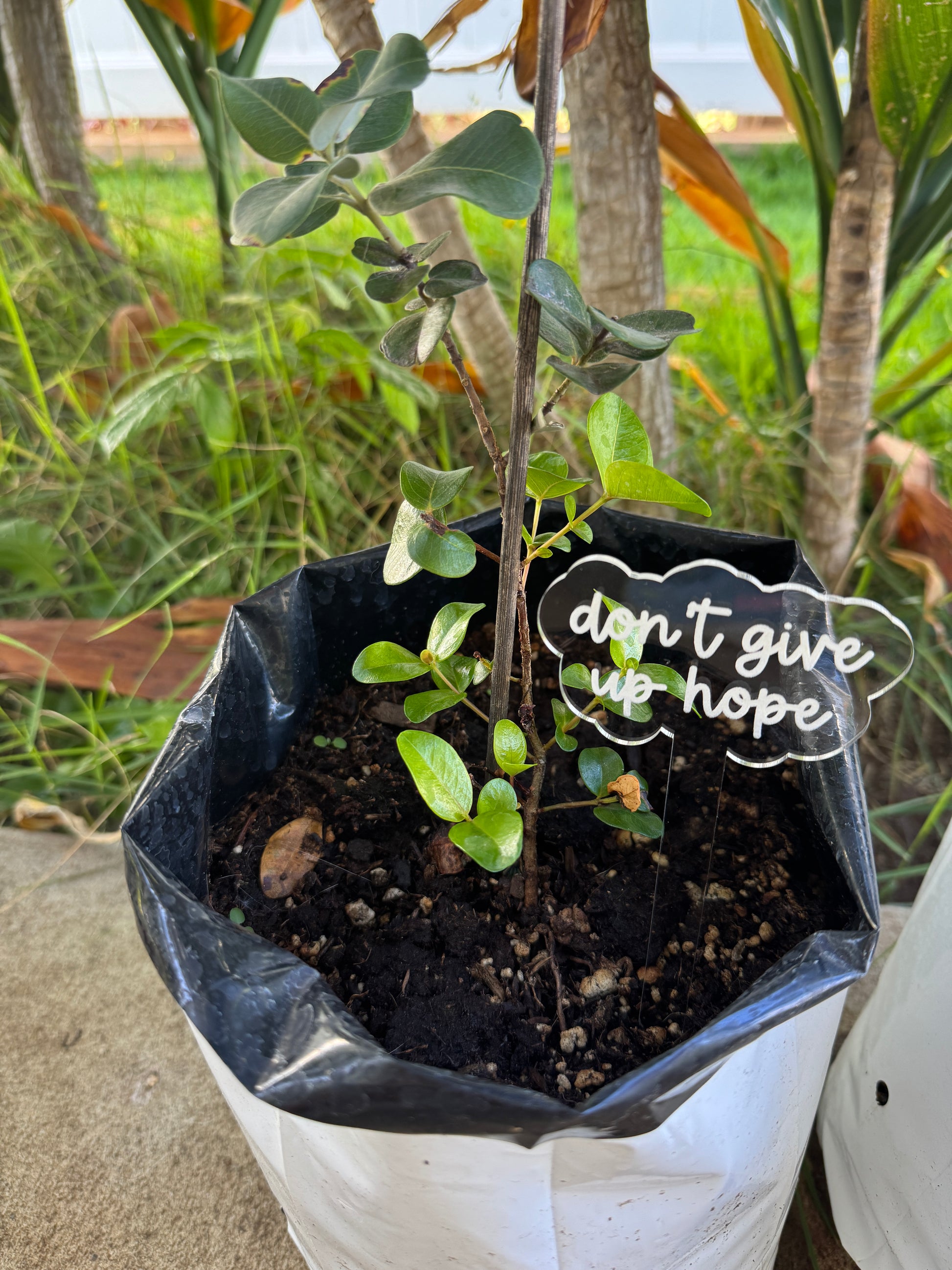 Plant Stakes